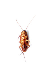 cockroach on white