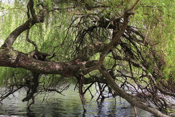 Willow tree in spring growing out over a pond with branches dipping into the water in spring time...