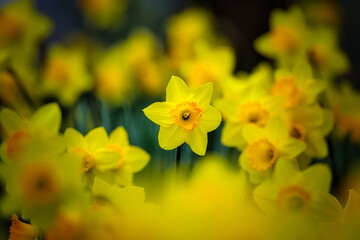 冬から春にかけて街角の花壇には黄色や白いスイセン咲きます