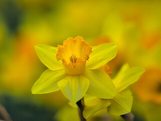 冬から春にかけて街角の花壇には黄色や白いスイセン咲きます