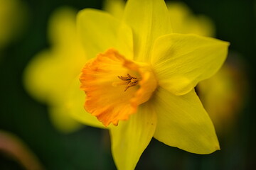 冬から春にかけて街角の花壇には黄色や白いスイセン咲きます