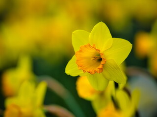 冬から春にかけて街角の花壇には黄色や白いスイセン咲きます
