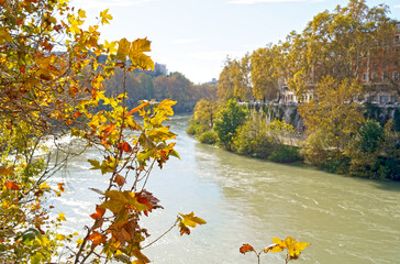 Sights of Rome. Autumn in Rome. Yellow leaves of plane trees along the river. The embankment along the Tiber, a favorite place for jogging and walking among the Romans.