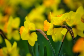 冬から春にかけて街角の花壇には黄色や白いスイセン咲きます