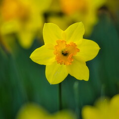 冬から春にかけて街角の花壇には黄色や白いスイセン咲きます