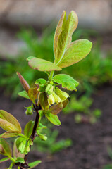 Close Up honeysuckle of a Green Plant With Leaves