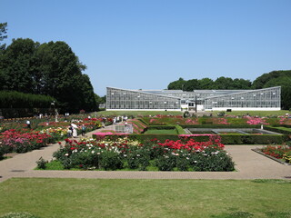 春バラが咲く5月の神代植物公園（ばら園）