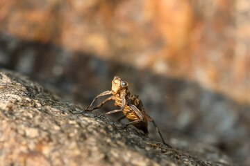 selective focus close-up dragonfly pupa shell situated on a rock of a riverbank, unusual shape, amazing and beautiful Looks like an alien
