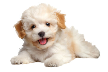  fluffy white Maltese poodle puppy isolated on a white background