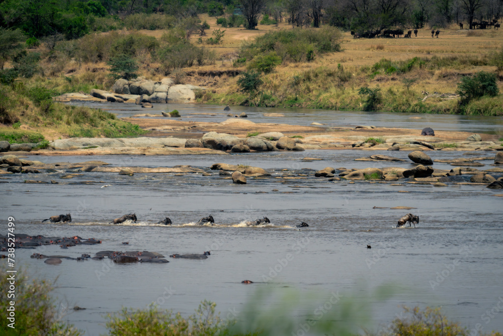 Wall mural line of blue wildebeest swimming across river