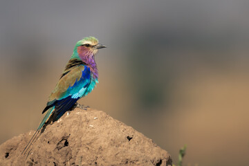 Lilac-breasted roller on termite mound in profile