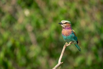 Lilac-breasted roller on dead branch eyes camera