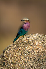 Lilac-breasted roller on knobbly rock turns head