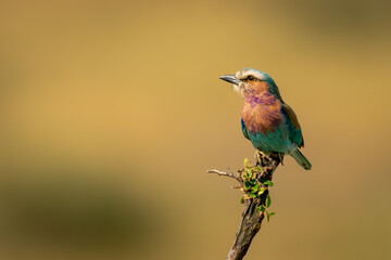 Lilac-breasted roller on diagonal branch lifts beak