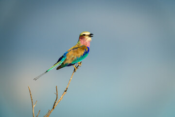 Lilac-breasted roller on thin branch opening beak