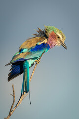 Lilac-breasted roller on thin branch looking down