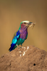 Lilac-breasted roller on termite mound eats insect