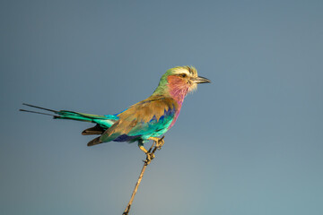 Lilac-breasted roller on thin branch lifting tail