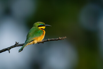 Lilac-breasted roller on thin branch facing right