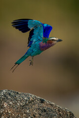 Lilac-breasted roller takes off from rough boulder
