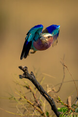 Lilac-breasted roller takes off from dead twig