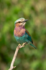 Lilac-breasted roller turning head on dead branch