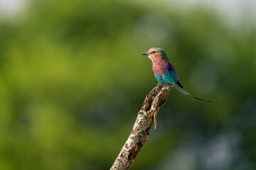 Lilac-breasted roller with catchlight on dead twig