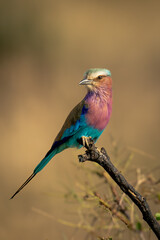 Lilac-breasted roller watches camera from dead twig