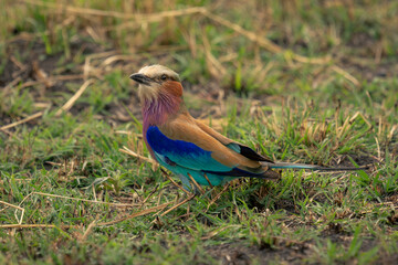Lilac-breasted roller watches camera from grassy plain
