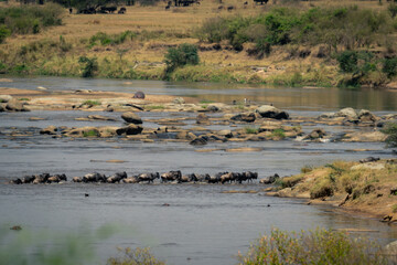 Line of blue wildebeest cross rocky stream