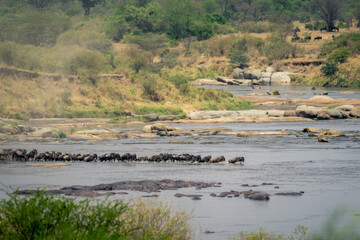 Line of blue wildebeest trot across stream