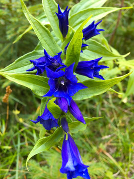 Gentian is a genus of flowering plants belonging to the gentian family Gentianaceae, with a green background.