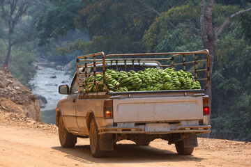 Loads of Green Bananas Loading the back of a pickup truck on a dirt road, farmers are bringing...