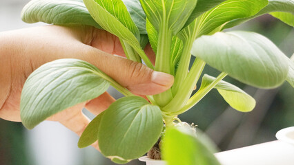 Take bok choy grown using hydroponic techniques - obrazy, fototapety, plakaty