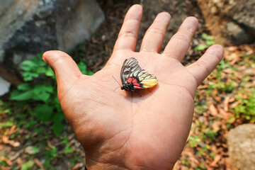 The wings of a dead butterfly rest on your hand. Beautiful butterflies have a short life.