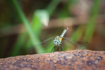 close up big dragonfly with beautiful eyes sitting on a rock Amidst nature in the jungle of Thailand
