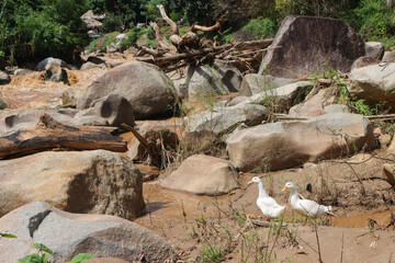 Selective focus. Two white ducks on the riverside. Duck that strayed from the duck house During the rainy season when flash floods flow