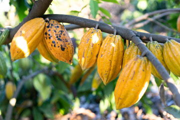 selective focus yellow cocoa fruit The many cacao fruits on the tree are in full growth. in agricultural fields in Thailand