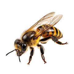 macro shot of a bee isolated on transparent background