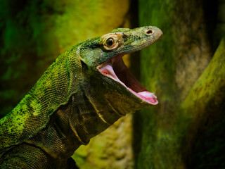 portrait mangrove monitor on a blurred background