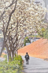 Fototapeta na wymiar 日本の春の街角には白いモクレンの花が可憐に咲き誇ります