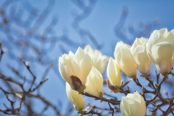 日本の春の街角には白いモクレンの花が可憐に咲き誇ります