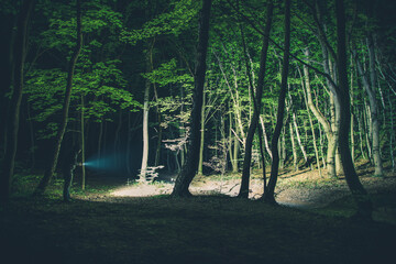 Exploring the Woods in the Night - obrazy, fototapety, plakaty