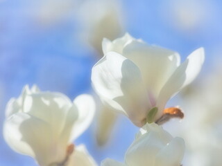 日本の春の街角には白いモクレンの花が可憐に咲き誇ります