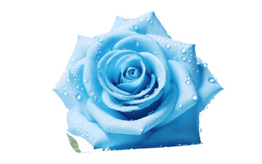 Water drops on sky blue flower. A close up photograph capturing the beauty of a blue rose adorned with delicate water droplets. Isolated on a Transparent Background PNG.