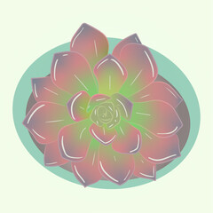 Top View of Cute Hand-Drawn Illustration of Black Prince Echeveria in Light Pastel Colors
