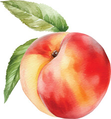 peach with leaves watercolor illustration isolated on white transparent background.