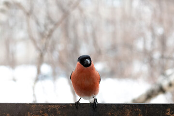 Cute colorful eurasian bullfinch eating red berries, (Pyrrhula pyrrhula)