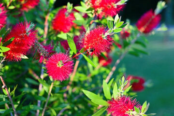 red and yellow flowers