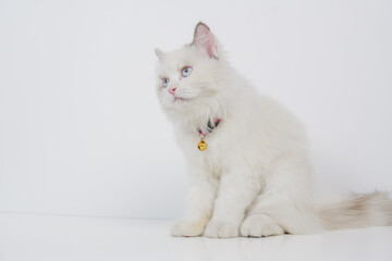 Studio portrait of a sitting ragdoll cat looking forward against a white background